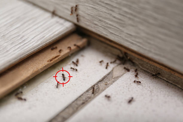 Best Affordable Pest Control Services  in Twin Rivers, NJ